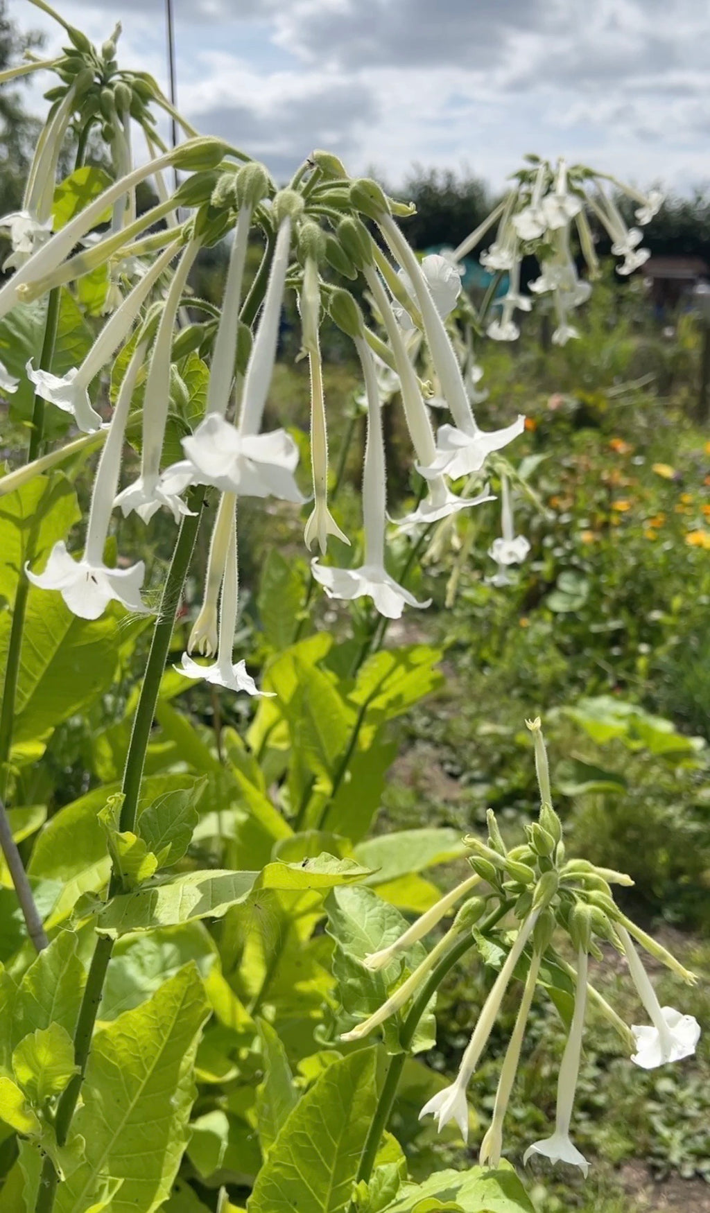 Tall Nicotiana White Trumpets plants with white flower clusters under a cloudy sky