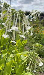 Tall Nicotiana White Trumpets plants with white flower clusters under a cloudy sky