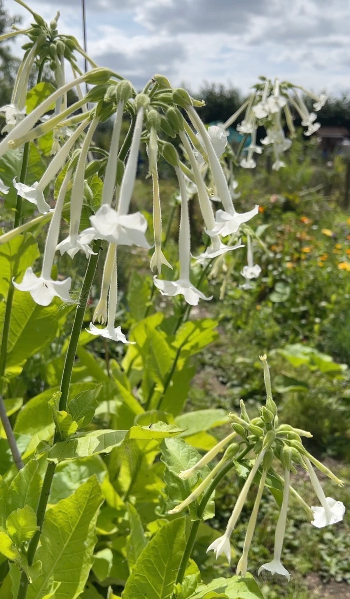 Tall Nicotiana White Trumpets plants with white flower clusters under a cloudy sky