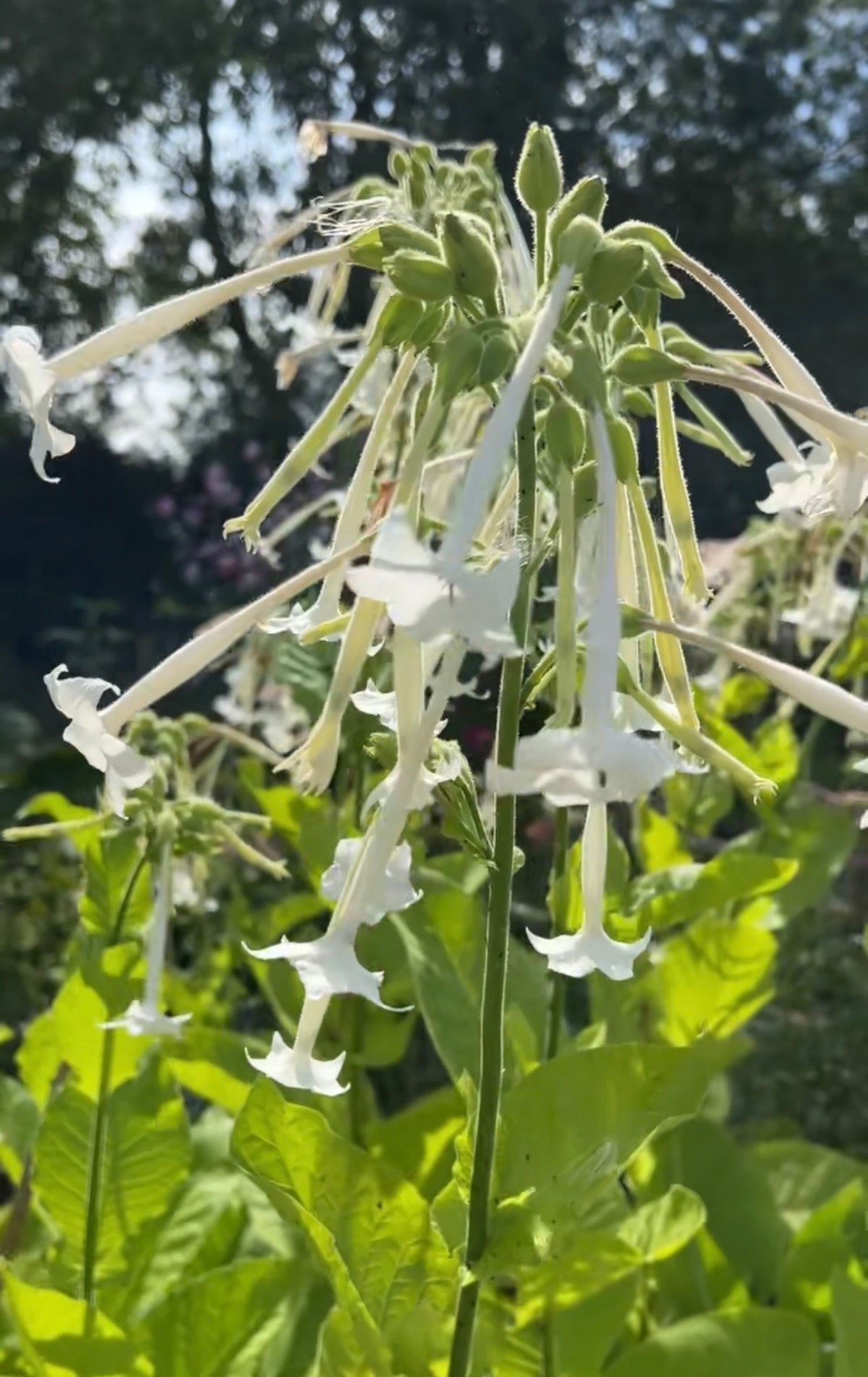 Nicotiana White Trumpets flowers hanging down among leaves in evening sunlight