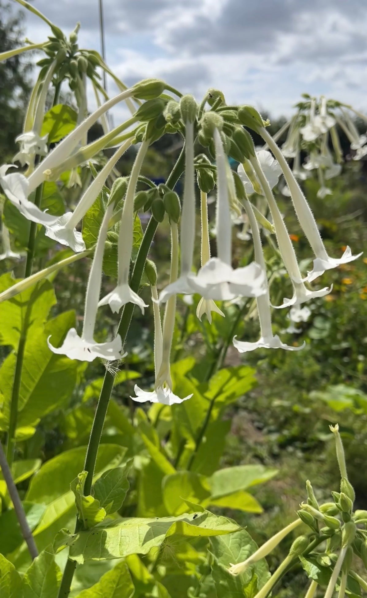 Close-up of drooping Nicotiana White Trumpets flower clusters against a cloudy sky