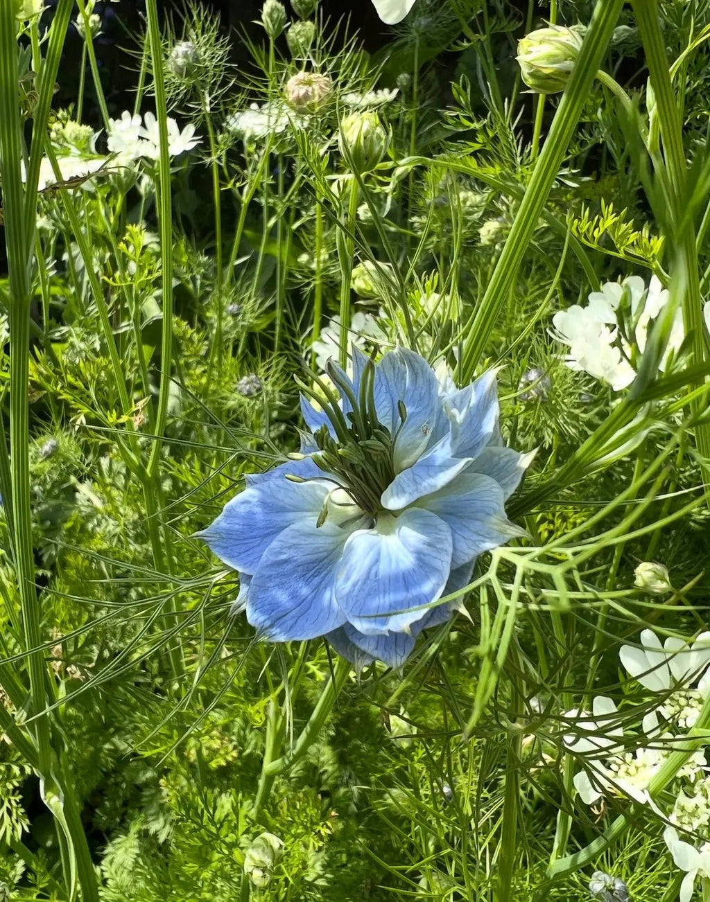 A close-up of Nigella 'Miss Jekyll' Blue (Love-in-a-mist) by Bishy Barnabees Cottage Garden, showing its delicate blue blooms amid feathery foliage and tiny white flowers—a charming English Cottage Garden scene.