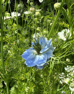 A close-up of Nigella 'Miss Jekyll' Blue (Love-in-a-mist) by Bishy Barnabees Cottage Garden, showing its delicate blue blooms amid feathery foliage and tiny white flowers—a charming English Cottage Garden scene.