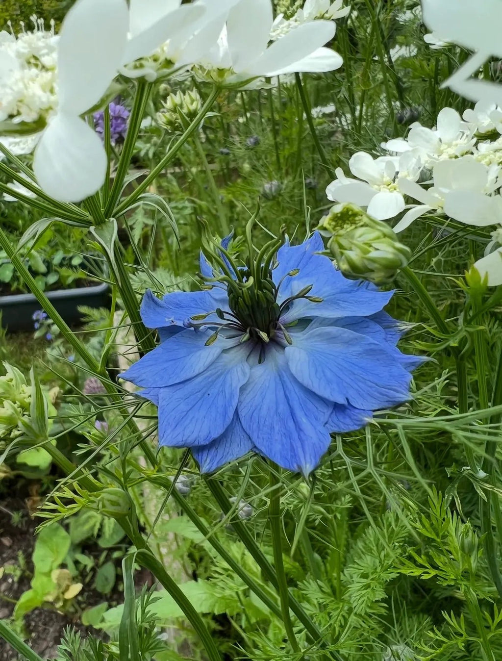 Nigella 'Miss Jekyll' Blue (Love-in-a-mist) by Bishy Barnabees Cottage Garden displays vibrant blue, delicately layered petals blooming among green stems and white flowers in a lush garden setting.