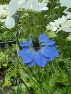 Nigella 'Miss Jekyll' Blue (Love-in-a-mist) by Bishy Barnabees Cottage Garden displays vibrant blue, delicately layered petals blooming among green stems and white flowers in a lush garden setting.