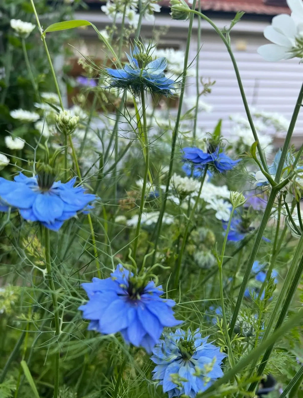 Vivid blue Nigella 'Miss Jekyll' Blue blooms from Bishy Barnabees Cottage Garden shine among airy foliage and white flowers, set against a charming house with white siding and a red roof for a classic cottage garden look.