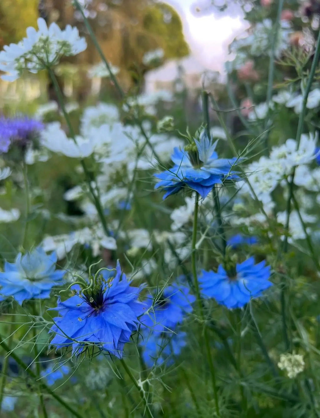 Close-up of Nigella 'Miss Jekyll' Blue (Love-in-a-mist) by Bishy Barnabees Cottage Garden, featuring vibrant blue flowers with delicate petals and feathery green stems among white blossoms in a sunlit English cottage garden.