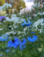 Close-up of Nigella 'Miss Jekyll' Blue (Love-in-a-mist) by Bishy Barnabees Cottage Garden, featuring vibrant blue flowers with delicate petals and feathery green stems among white blossoms in a sunlit English cottage garden.