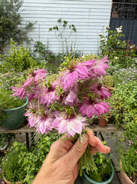 A hand holds a small bouquet of Nigella Mulberry Rose (Love-in-a-mist) from Bishy Barnabees Cottage Garden, featuring delicate pink and purple flowers with feathery foliage, set before potted plants and a white garden fence.