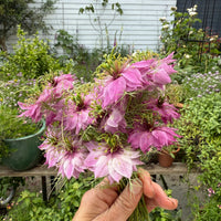 A hand holds a small bouquet of Nigella Mulberry Rose (Love-in-a-mist) from Bishy Barnabees Cottage Garden, featuring delicate pink and purple flowers with feathery foliage, set before potted plants and a white garden fence.