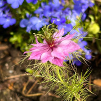 A close-up of Nigella Mulberry Rose (Love-in-a-mist) from Bishy Barnabees Cottage Garden, showing its spiky pink blooms and thin green leaves against a blurred backdrop of purple-blue flowers and soil.