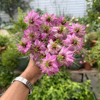 A hand holds a bouquet of Nigella Mulberry Rose (Love-in-a-mist) by Bishy Barnabees Cottage Garden, featuring pinkish-purple, spiky-petaled blooms against lush greenery and a white building in the background.