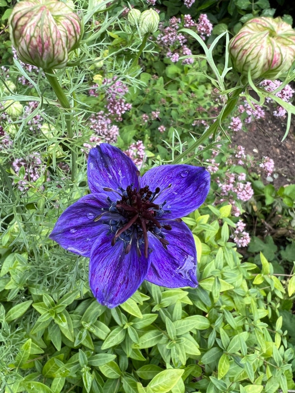 Nigella Hispanica