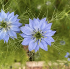 Close-up of a light blue Nigella Miss Jekyll Mixed flower with feathery green foliage