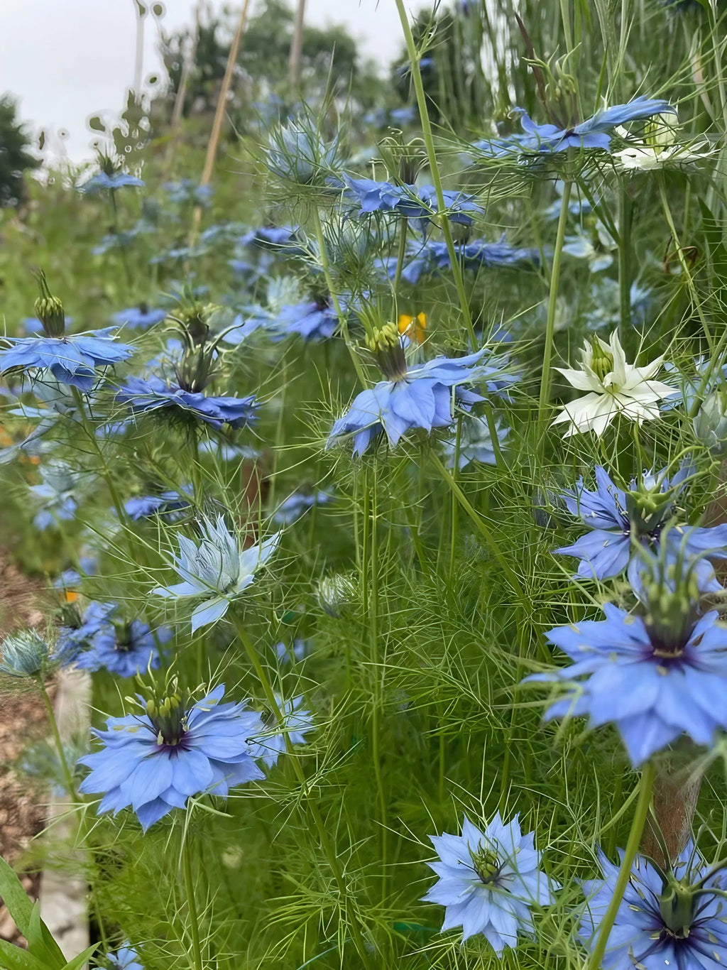 Blue and white Nigella Miss Jekyll Mixed flowers among tall garden greenery