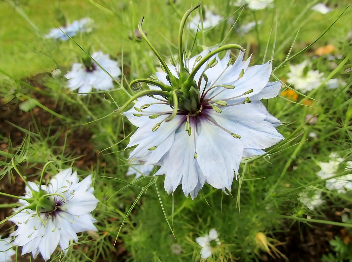 Close-up of Nigella Miss Jekyll Mixed spiky petals and feathery leaves