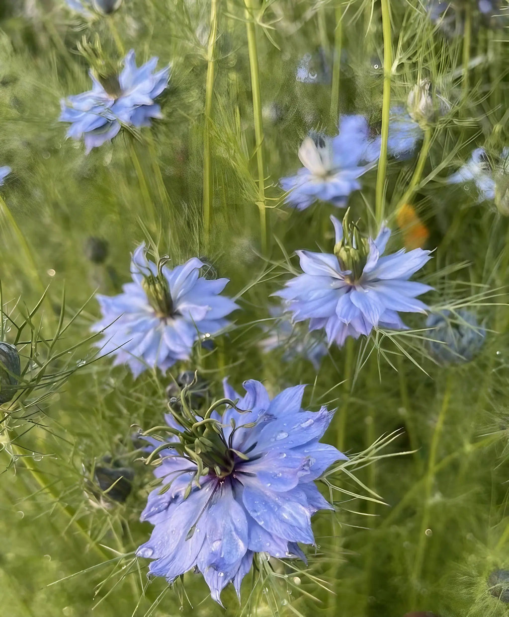 Delicate blue Nigella Miss Jekyll Mixed blooms on green stems with wispy foliage
