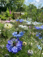 Blue, white and pink Nigella Miss Jekyll Mixed with feathery foliage in a sunlit garden