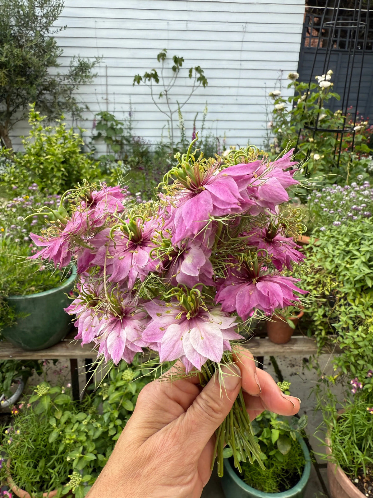 Hand holding a small bunch of pink and purple Nigella Mulberry Rose by a white fence