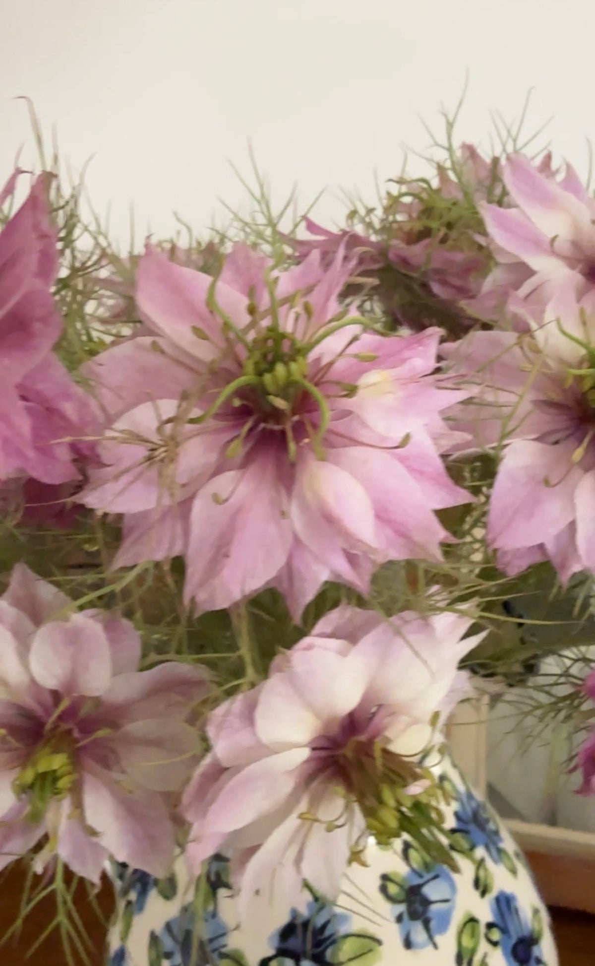 Pink and white Nigella Mulberry Rose with striped seed pods in a blue patterned vase