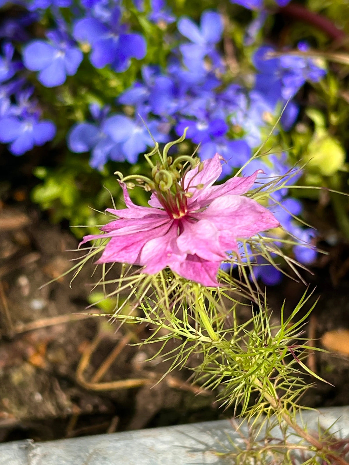 Close-up of a spiky pink Nigella Mulberry Rose flower with thin green leaves