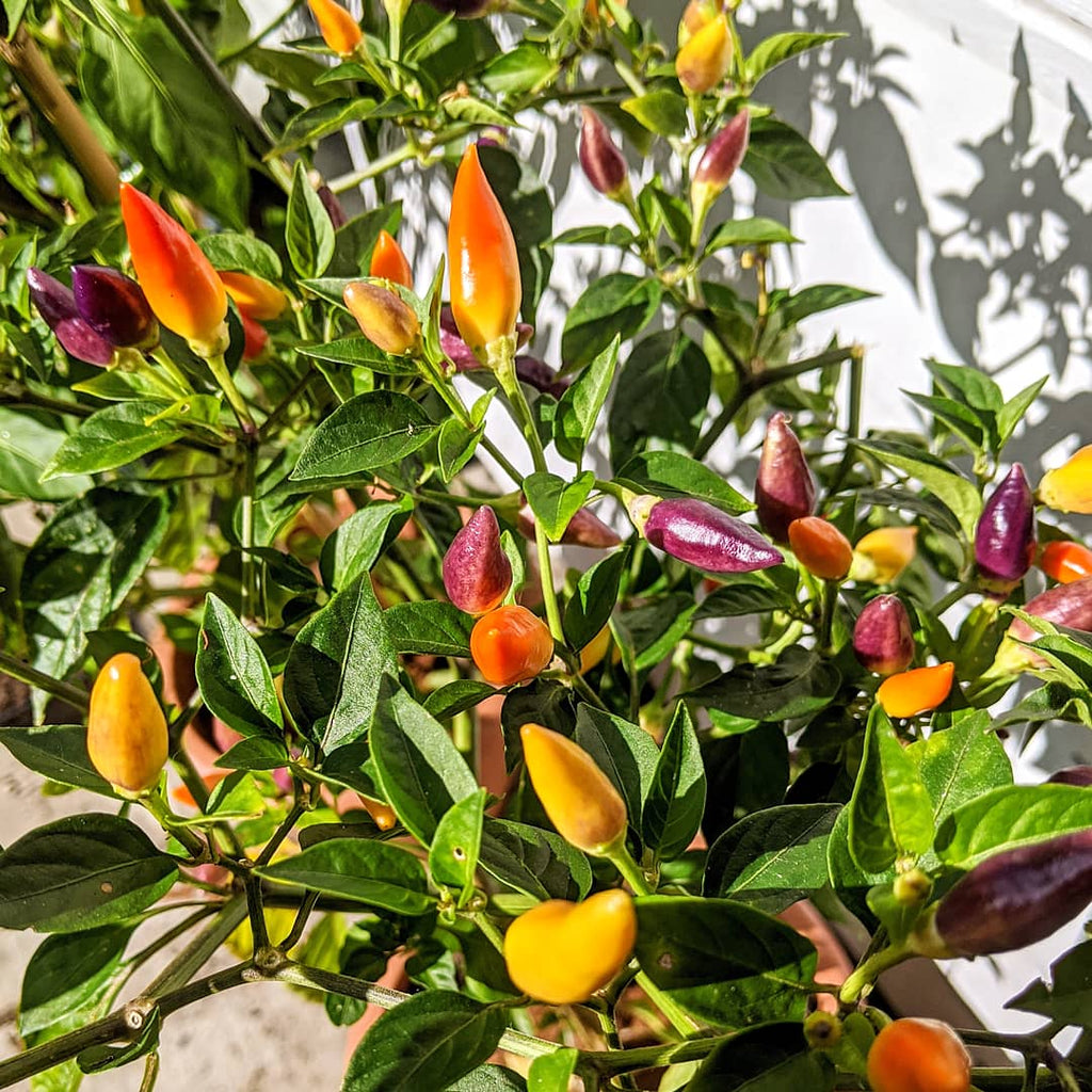 NuMex Twilight Chilli plant with multicoloured upright pods among green leaves