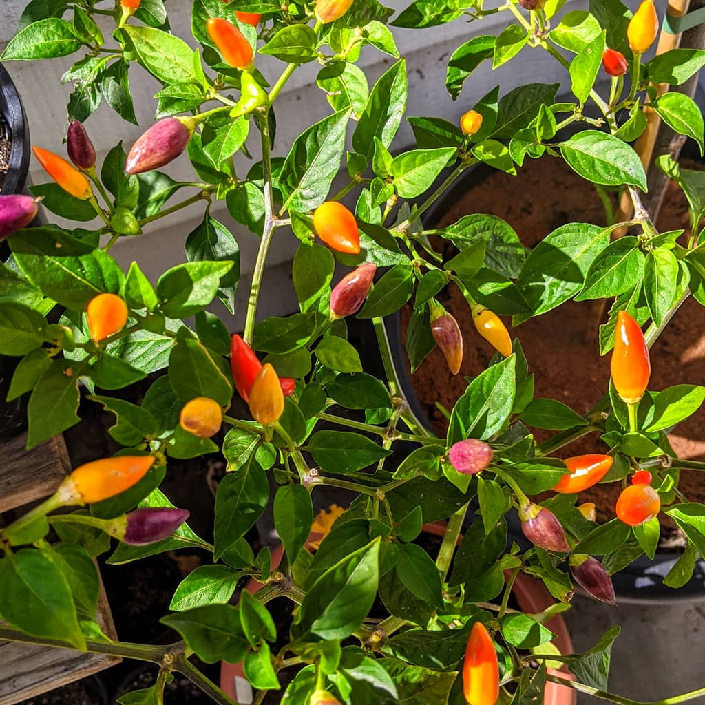 Bushy NuMex Twilight Chilli laden with orange, red and purple pods