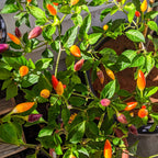Bushy NuMex Twilight Chilli laden with orange, red and purple pods