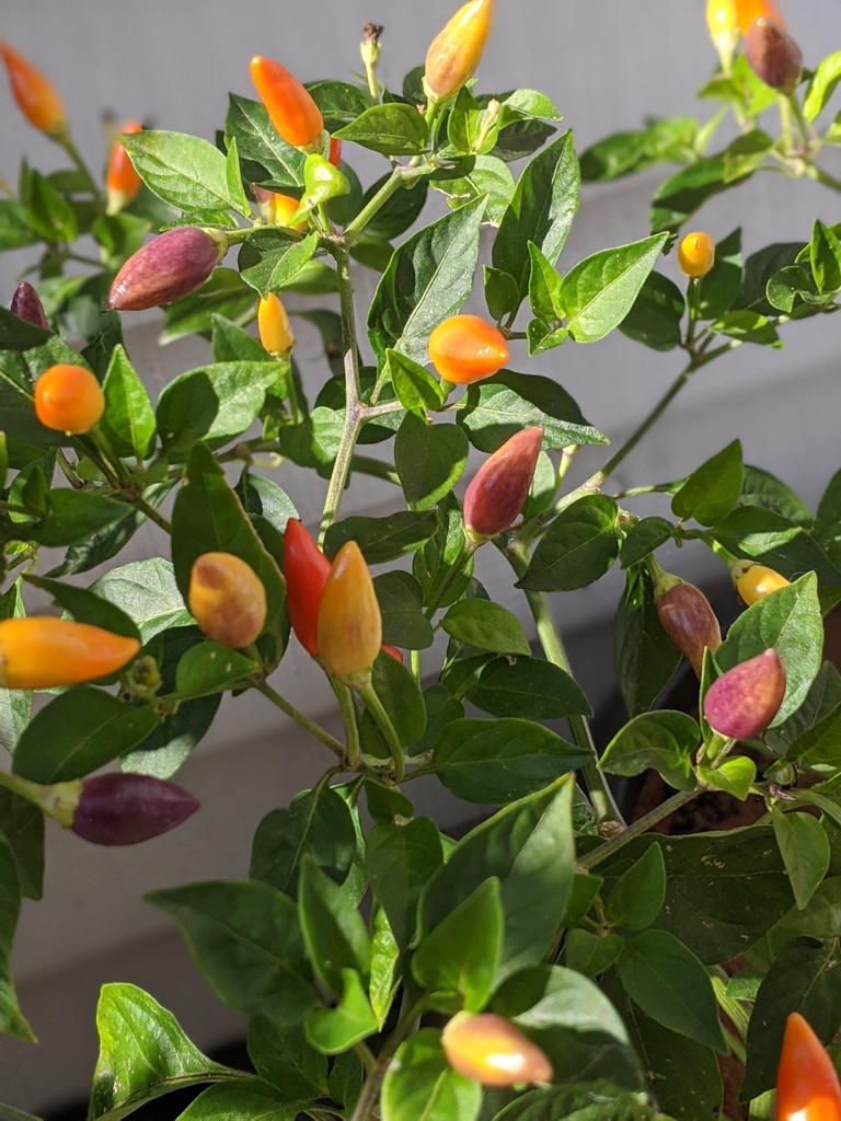 Close-up of NuMex Twilight Chilli pods ripening from purple to yellow, orange and red