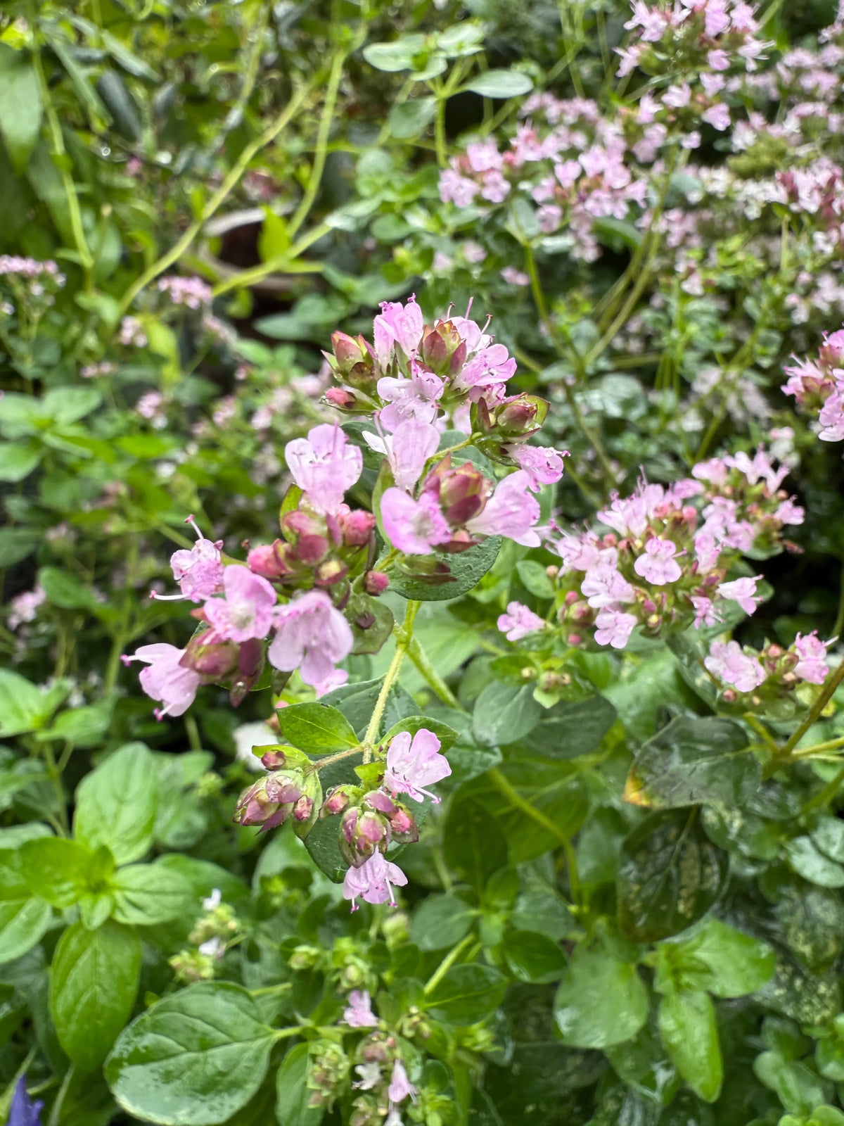 Oregano Greek in flower with clusters of small pale pink blooms and green leaves