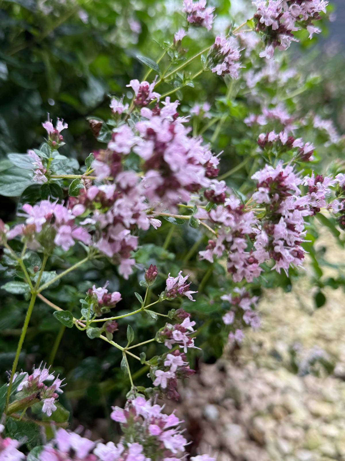 Oregano Greek with small pink flowers growing beside a gravel path