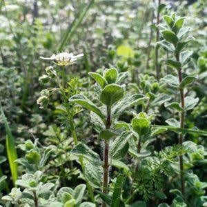 Lush green Greek oregano plants with dark green, fuzzy leaves and white flowers in a vibrant garden setting.