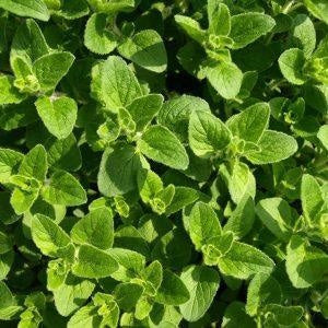 Vibrant green leaves of Greek oregano, showcasing its distinctive fuzzy texture and paired arrangement.