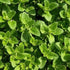 Vibrant green leaves of Greek oregano, showcasing its distinctive fuzzy texture and paired arrangement.