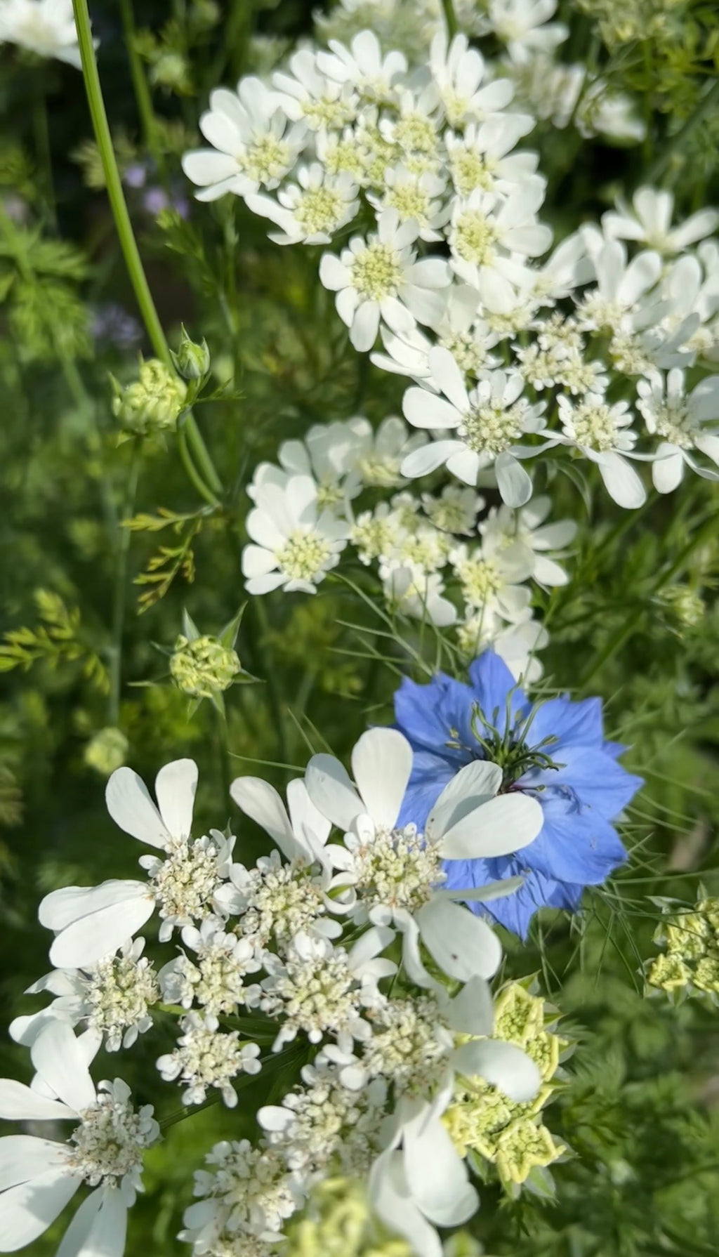 White Orlaya Grandiflora flowers beside a vivid blue bloom and green foliage
