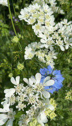 White Orlaya Grandiflora flowers beside a vivid blue bloom and green foliage