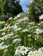 Close-up of white lacy Orlaya Grandiflora blooms among colourful flowers and greenery
