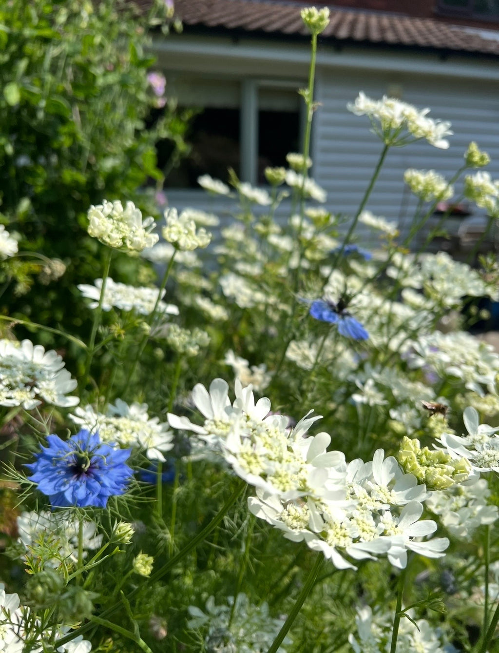 Orlaya Grandiflora white lace flowers in front of a white house with a brown tiled roof