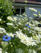 Orlaya Grandiflora white lace flowers in front of a white house with a brown tiled roof