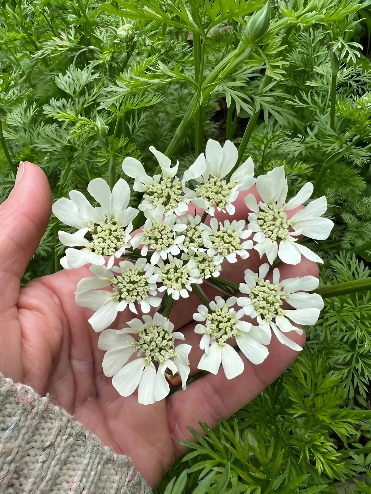 Hand holding a cluster of white lacy Orlaya Grandiflora flowers amid green foliage