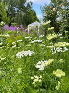 Dense Orlaya Grandiflora in a cut flower patch with purple flowers and a white shed behind