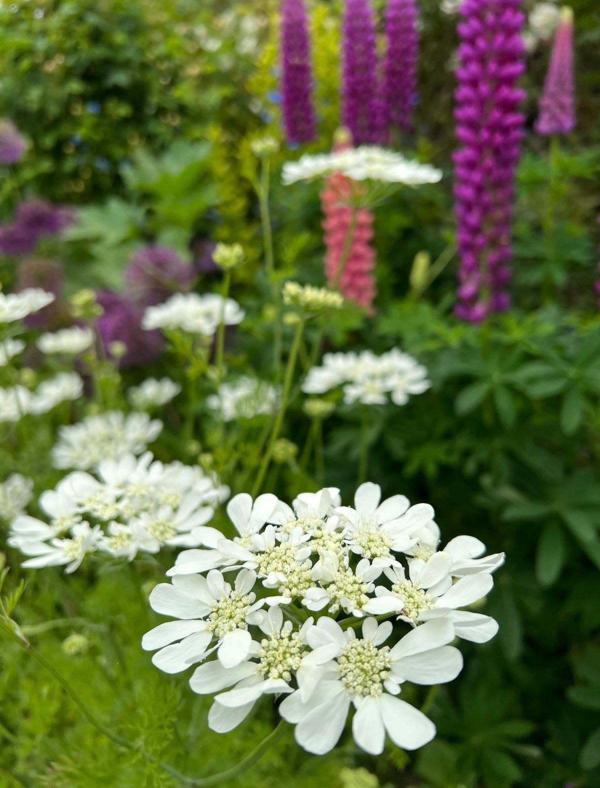 White Orlaya Grandiflora flowers with purple and pink lupins blurred behind