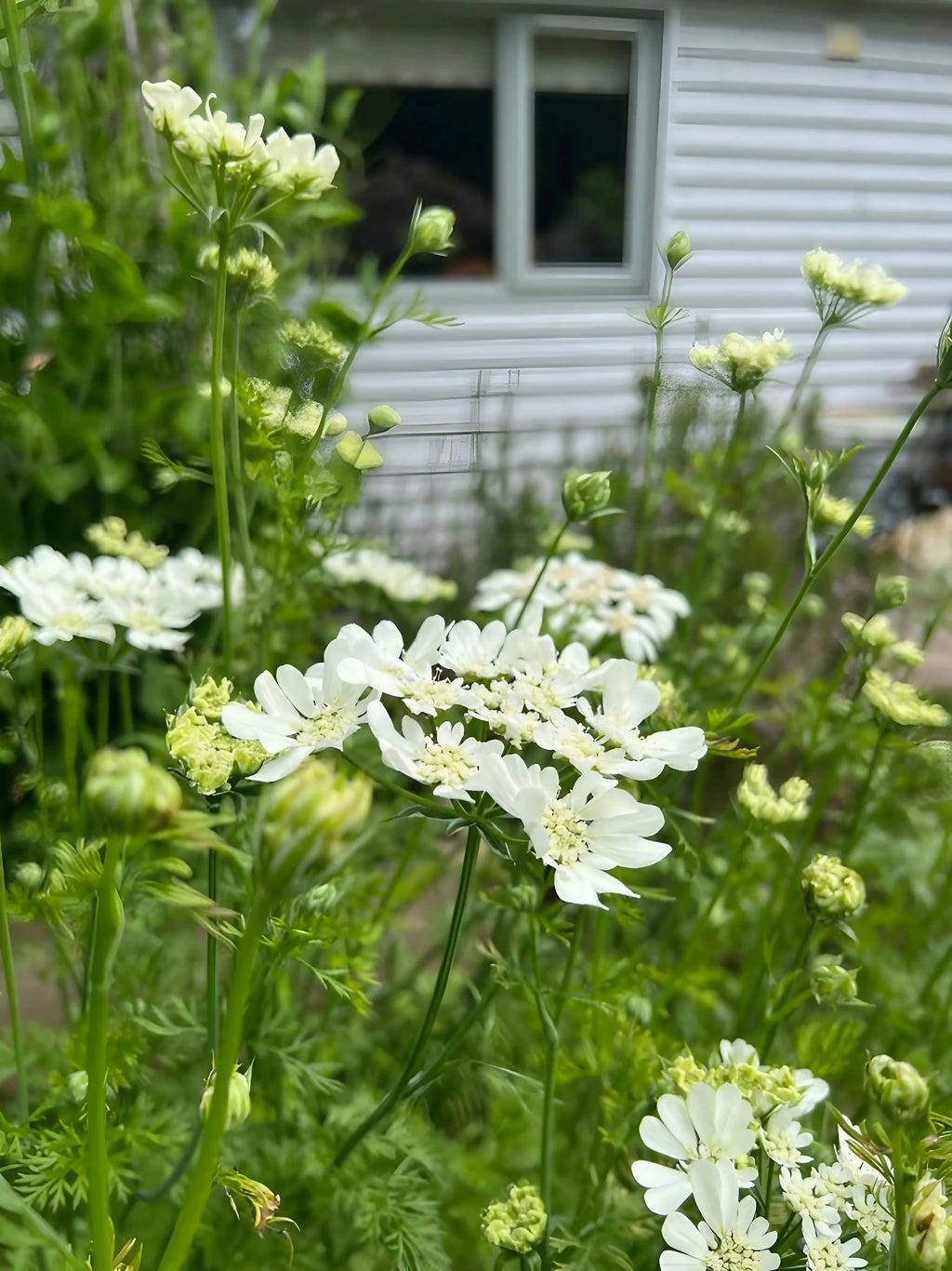 Orlaya Grandiflora white lace blooms with lush green foliage