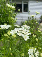 Orlaya Grandiflora white lace blooms with lush green foliage