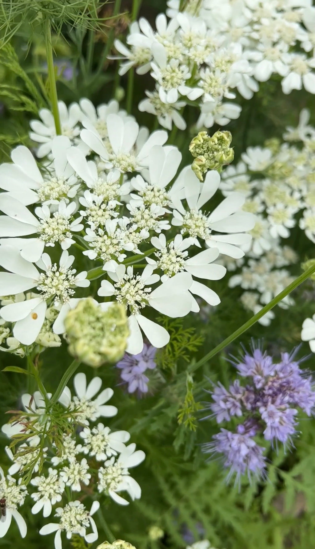 Close-up of an Orlaya Grandiflora flower with broad outer petals and tiny central florets
