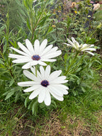 Two white Osteospermum Sky and Ice daisies with purple centres above green foliage