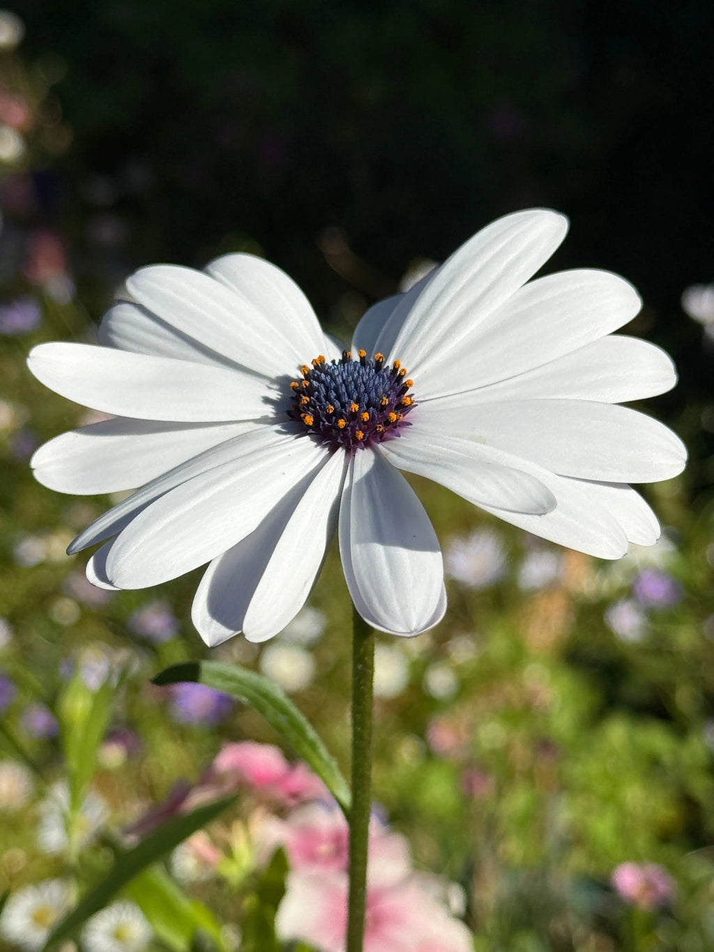 Close-up of an Osteospermum Sky and Ice flower with white petals and a dark purple centre