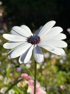 Close-up of an Osteospermum Sky and Ice flower with white petals and a dark purple centre