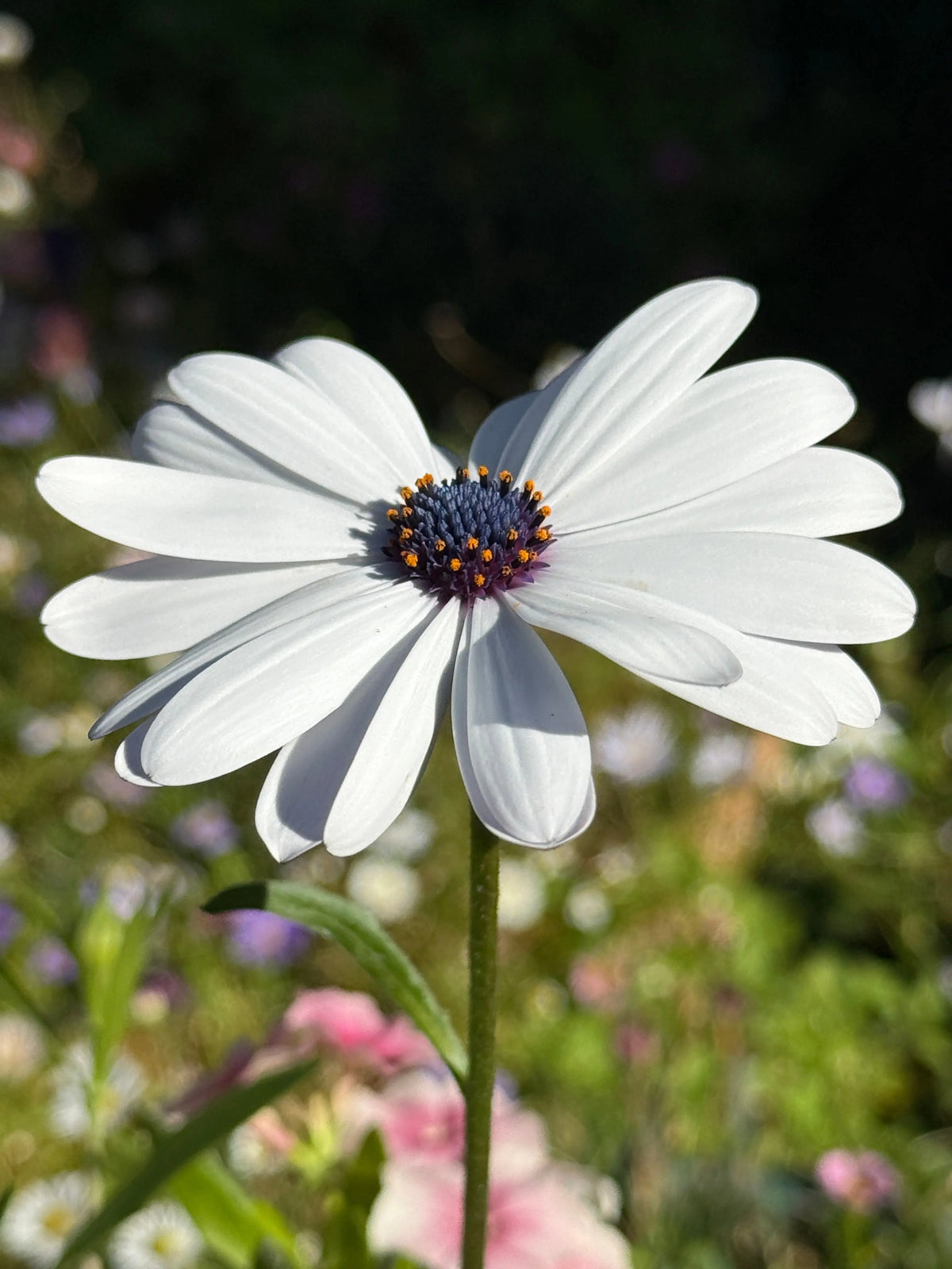 Close-up of an Osteospermum Sky and Ice flower with white petals and a dark purple centre