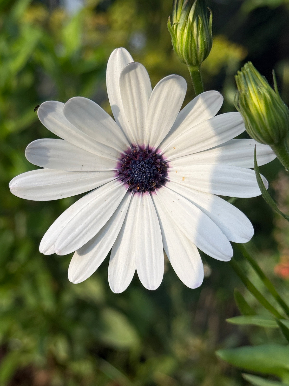 Single Osteospermum Sky and Ice daisy with spoon-tipped white petals and a navy centre